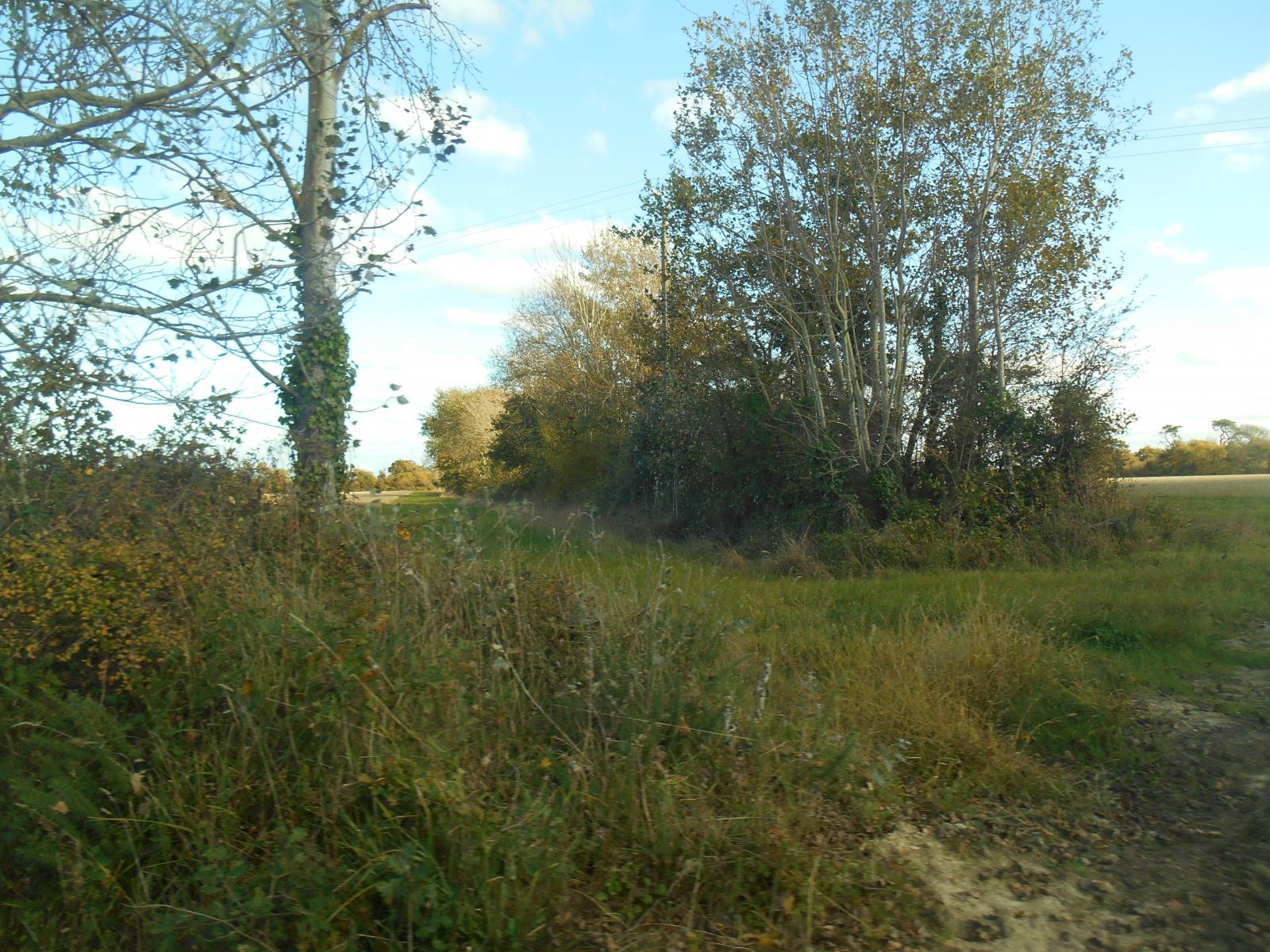 Un chemin passe derrire les arbres ( Les Moutiers en Retz )