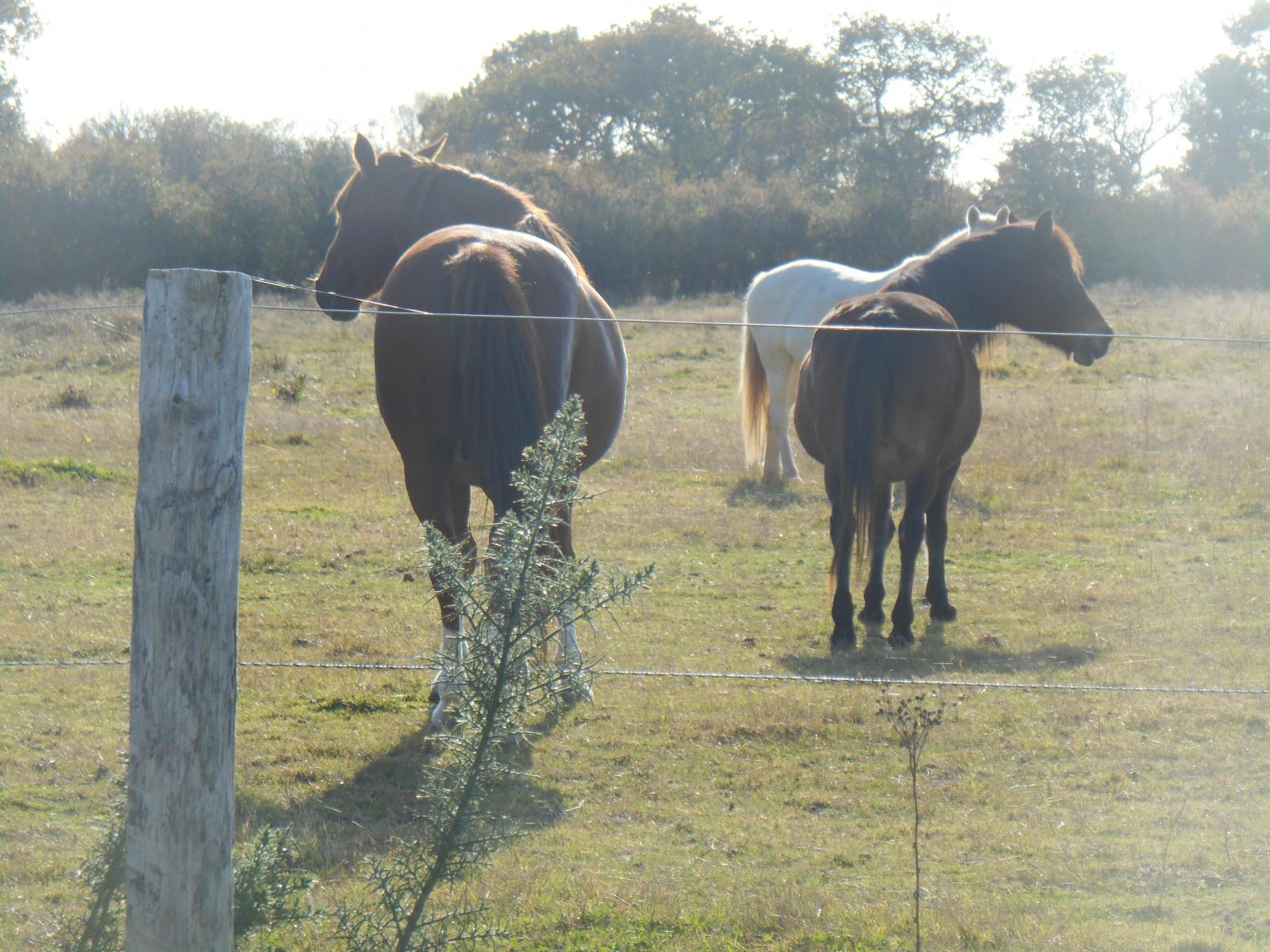 Wild Horses ( Les Moutiers en Retz )
