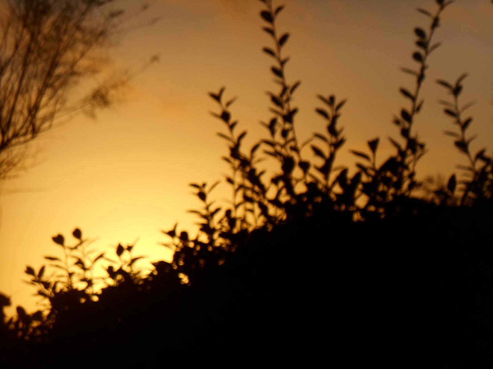 Le jaune �clatant un peu flou ( Les Moutiers en Retz )