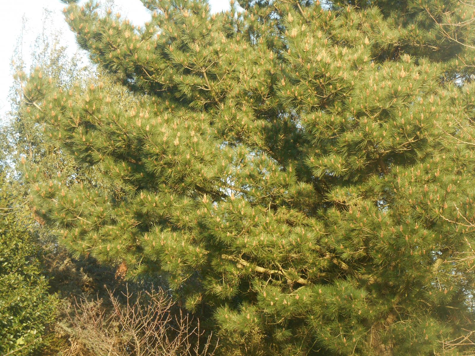 Le beau sapin au soleil ( Les Moutiers en Retz )