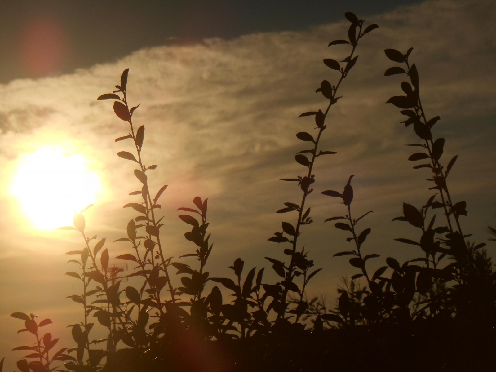 Le soleil aime l\'extrme gauche, revolucion! ( Les Moutiers en Retz )