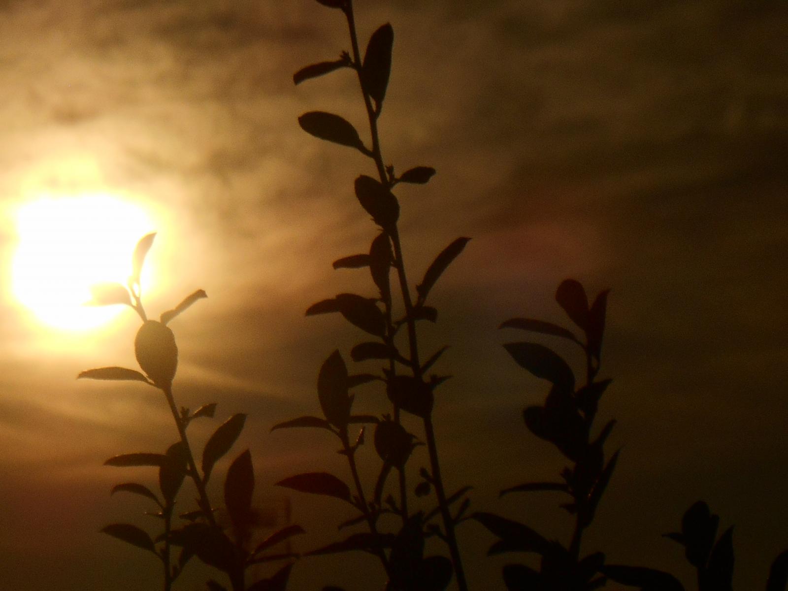 Le sombre et le soleil brillant ( Les Moutiers en Retz )