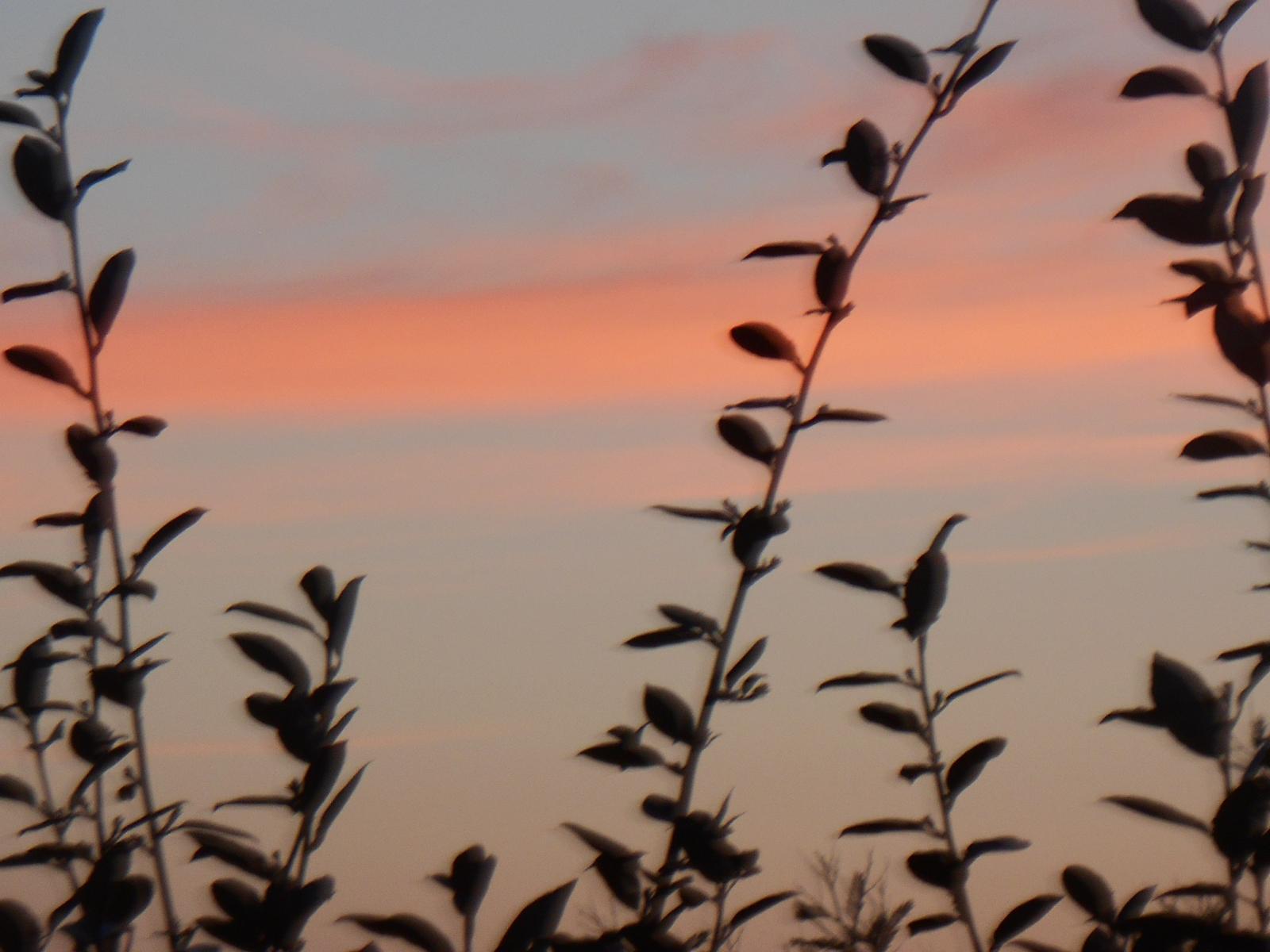 Bonsoir les branches ( Les Moutiers en Retz )