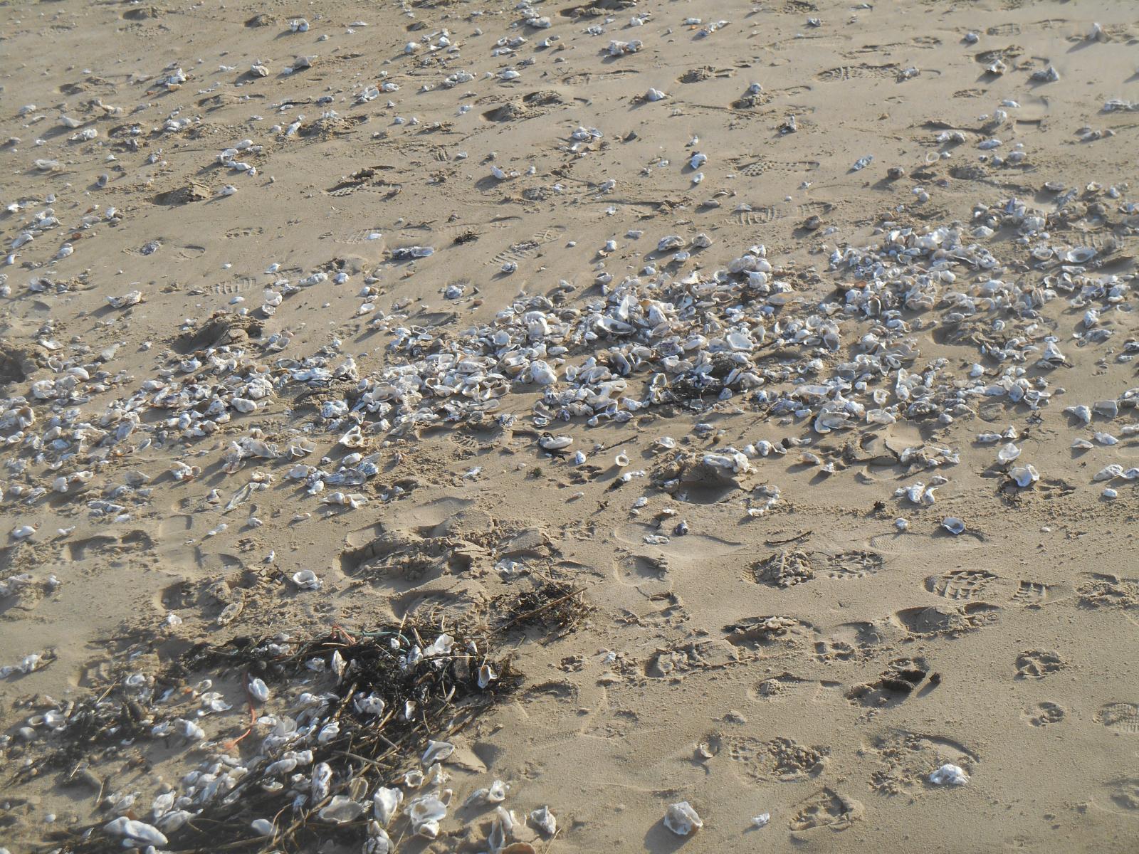 Zoom de plus prs de la plage ( Les Moutiers en Retz )