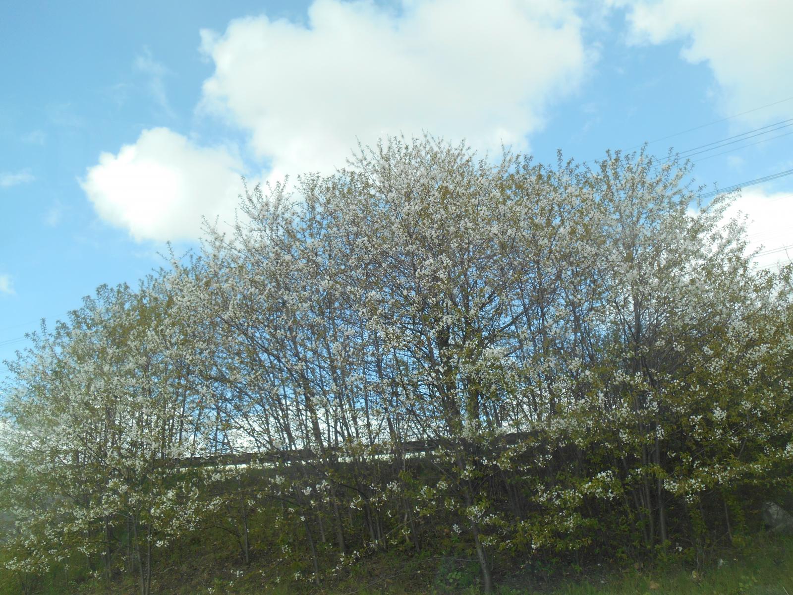 Tous les arbres sont en fleurs ( Autoroute )