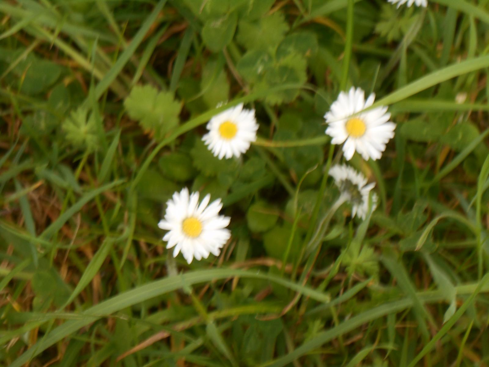 Un peu plus flou mais j\'aime ce jaune ( Les Moutiers en Retz )
