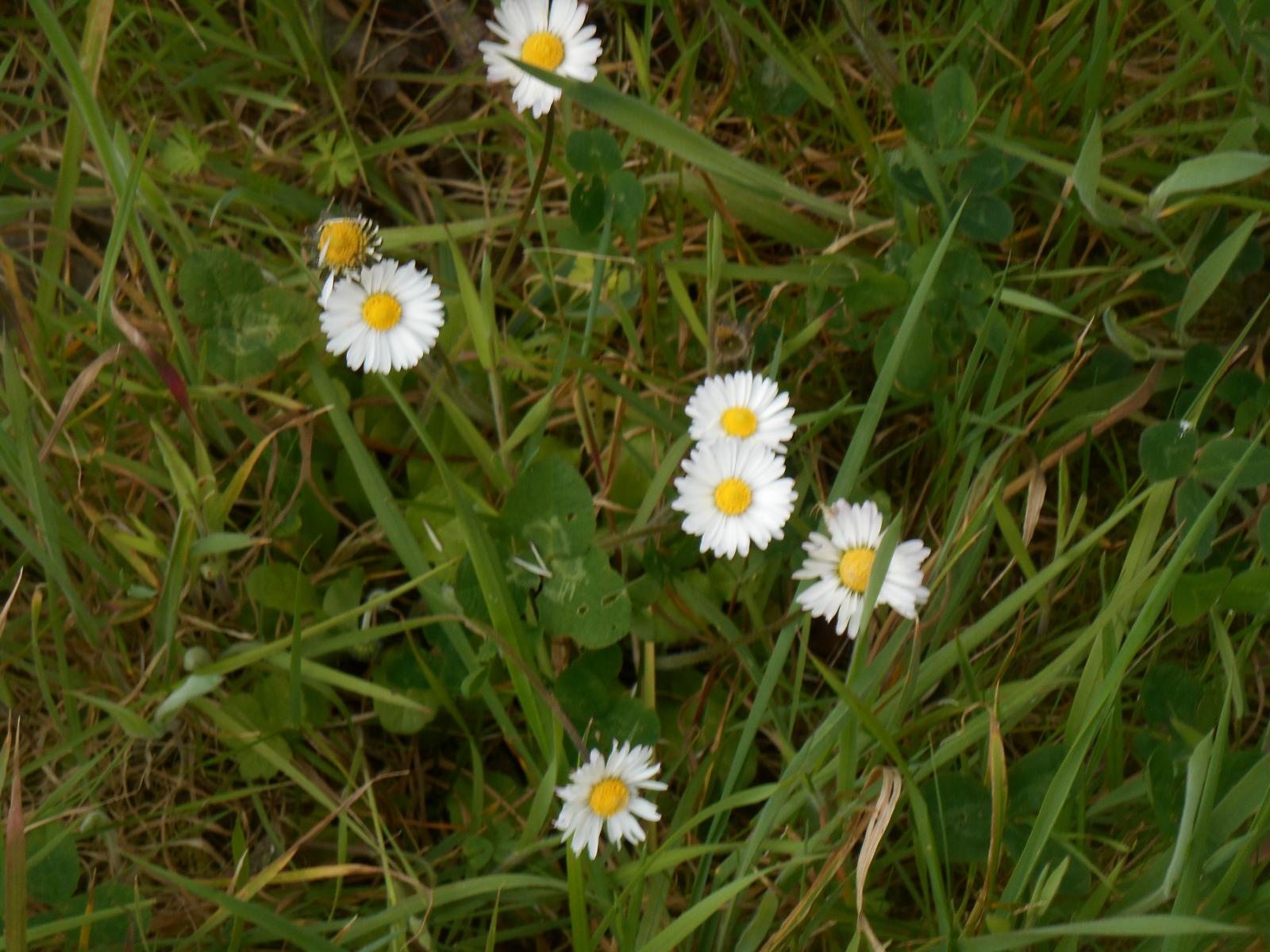 Ranges de pquerettes ( Les Moutiers en Retz )