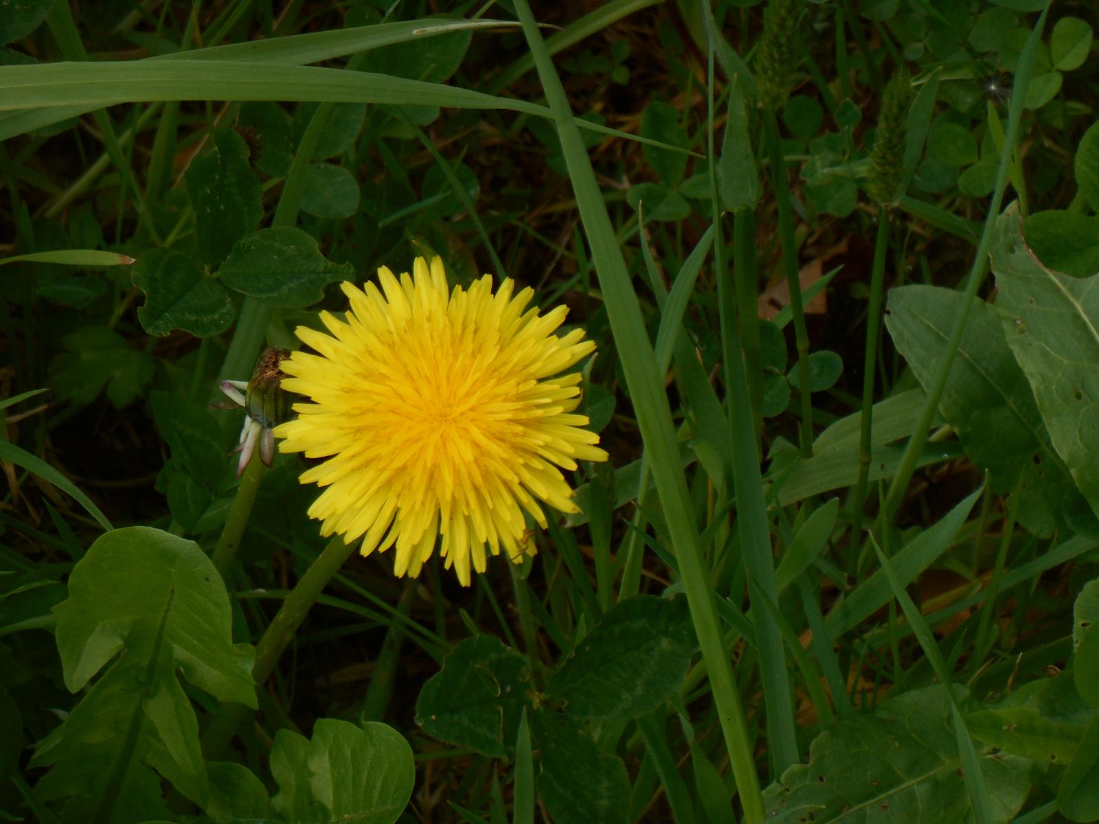 Une fleur jaune comme un Pikachu ( Les Moutiers en Retz )