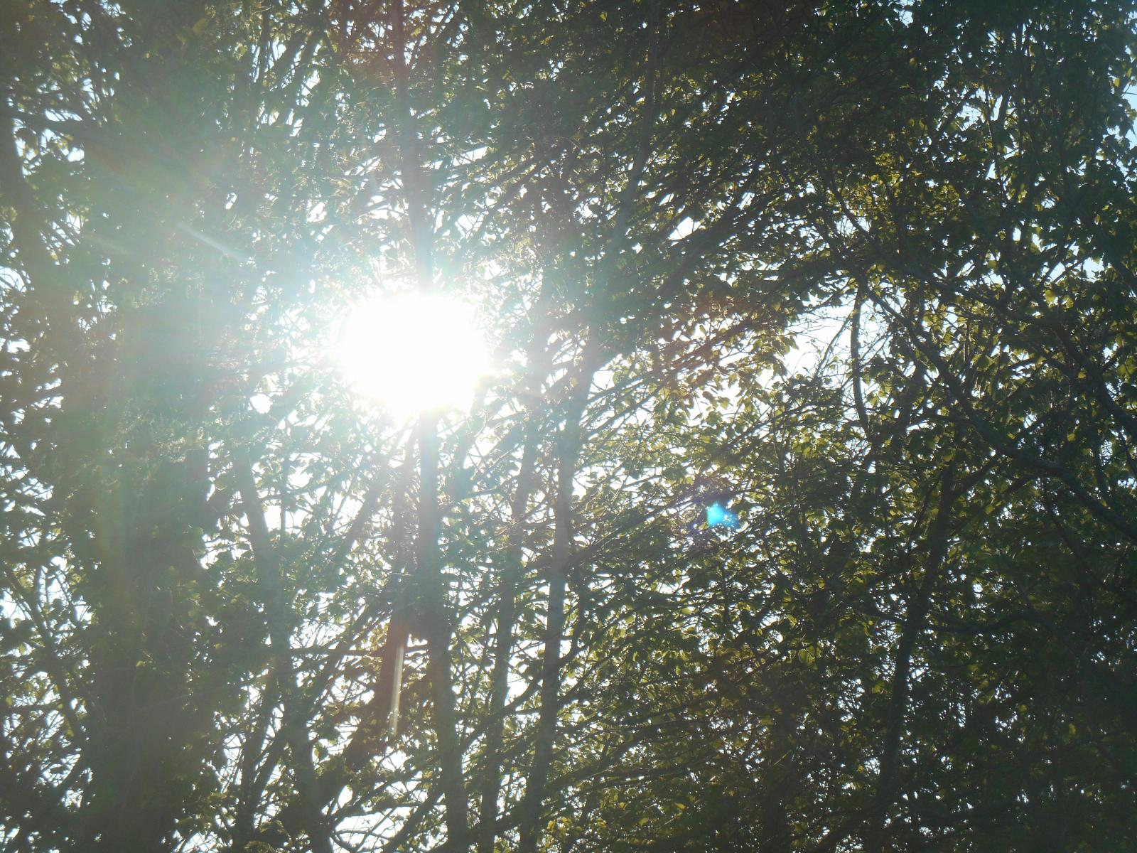 Le soleil perch dans les arbres ( Les Moutiers en Retz )
