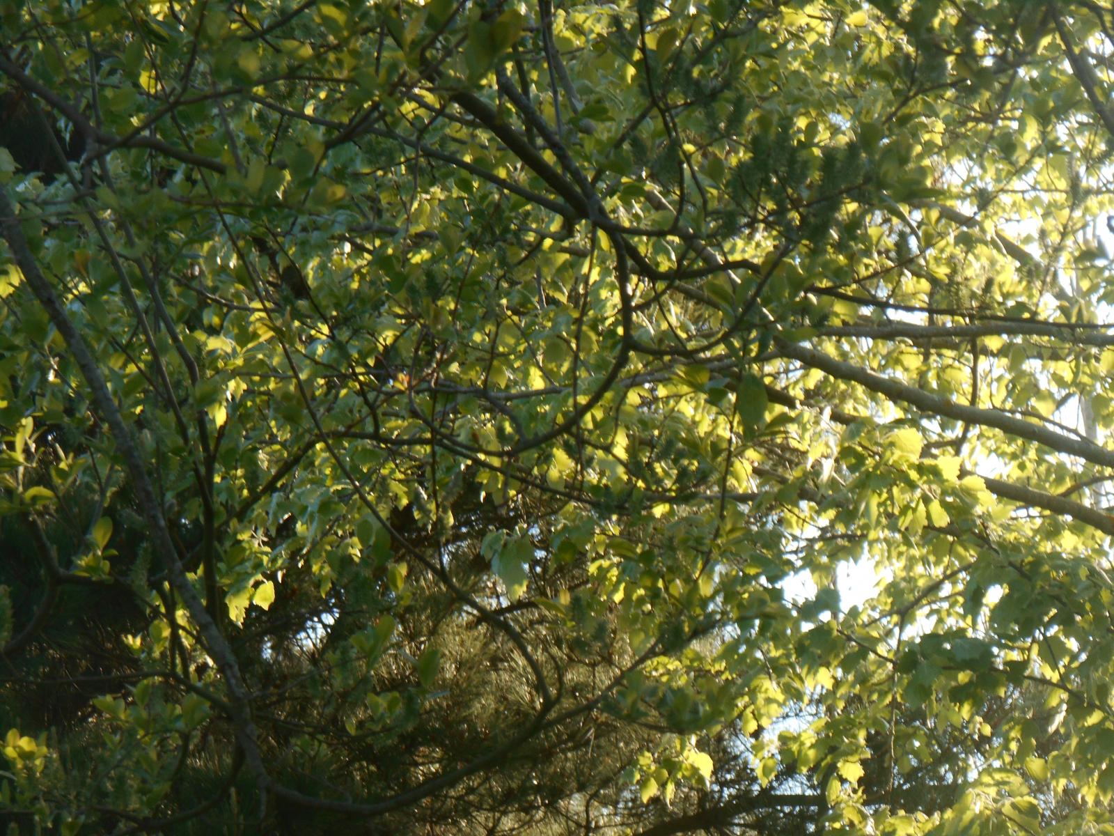 La jungle bretonne ( Les Moutiers en Retz )
