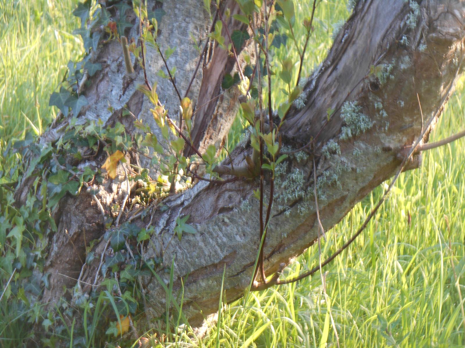 Beaut�s des lichens ( Les Moutiers en Retz )