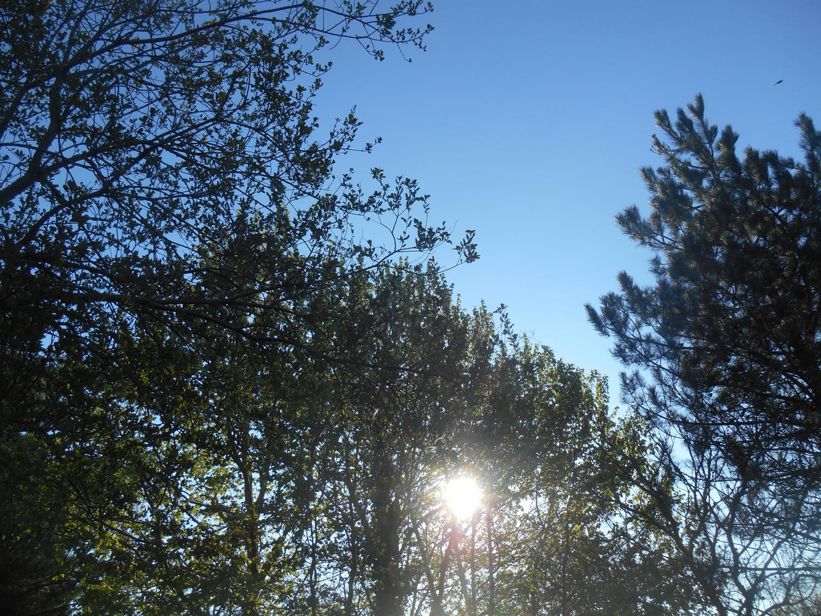 Le soleil pris dans l\'arbre ( Les Moutiers en Retz )