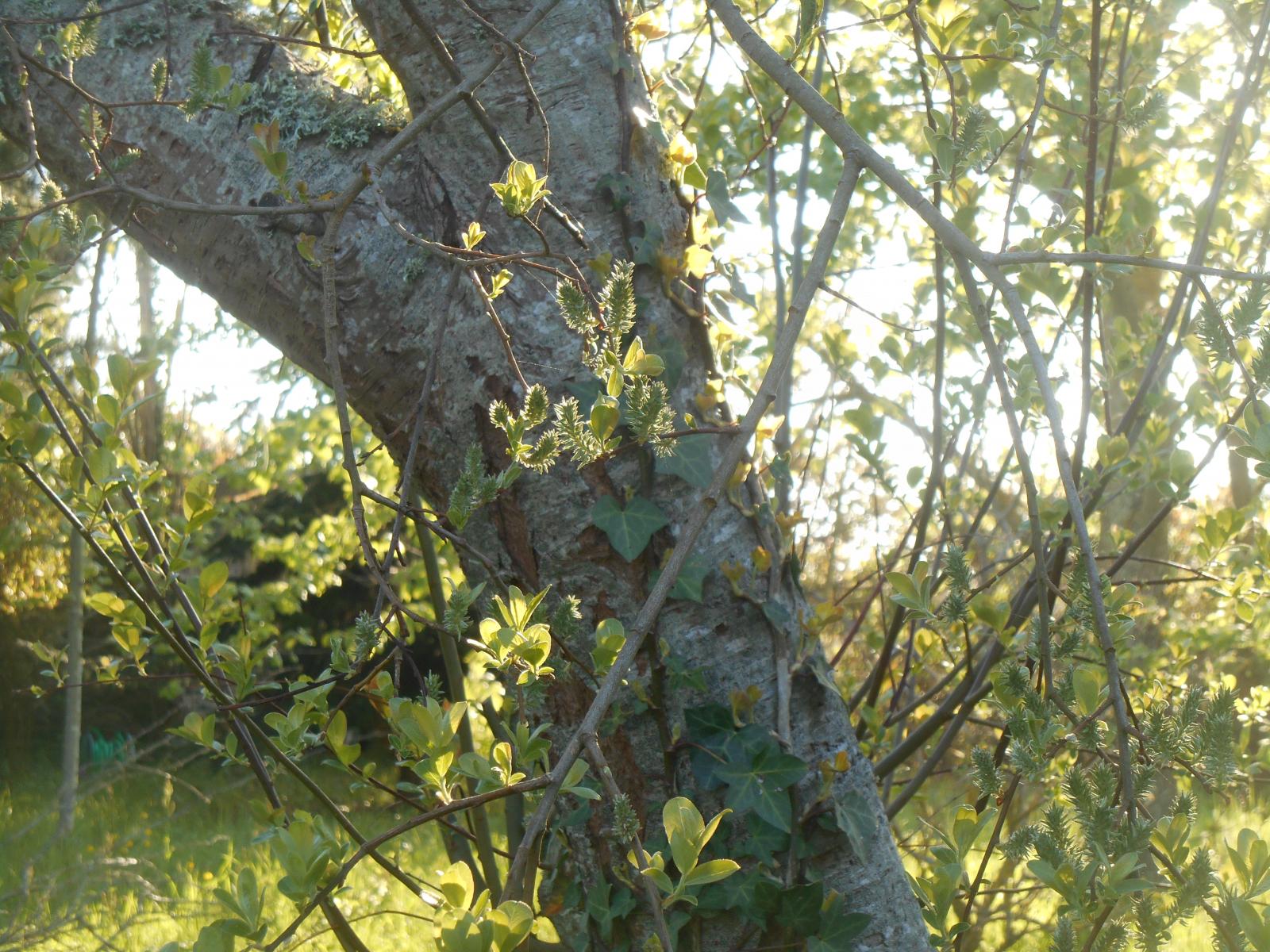 La beaut� du printemps ( Les Moutiers en Retz )