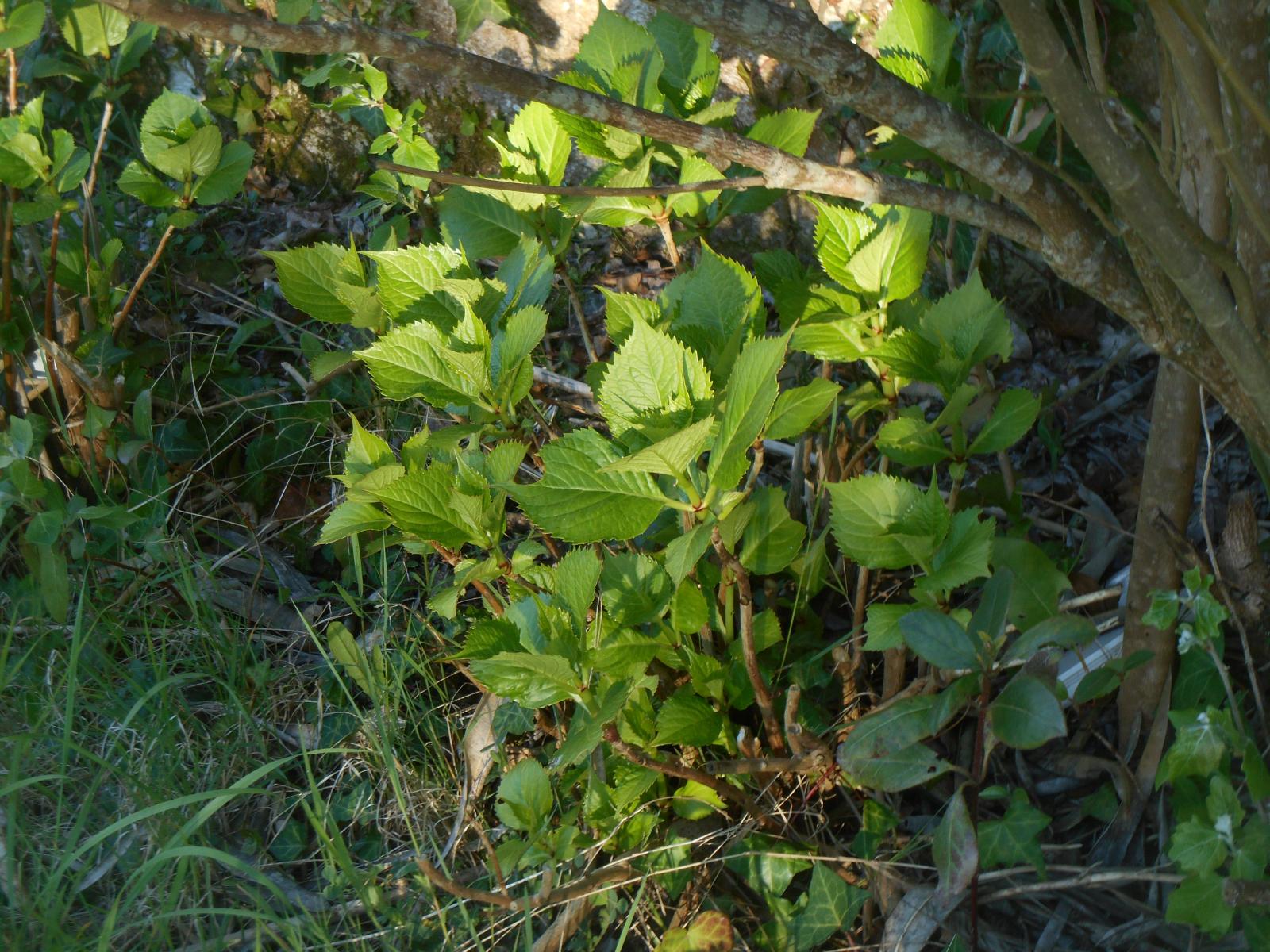 Des jolies feuilles couleur menthe ( Les Moutiers en Retz )