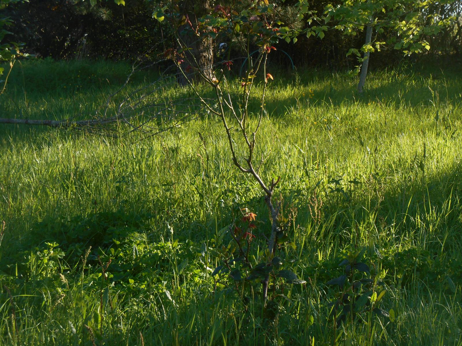 Le jardin au printemps ensoleill ( Les Moutiers en Retz )