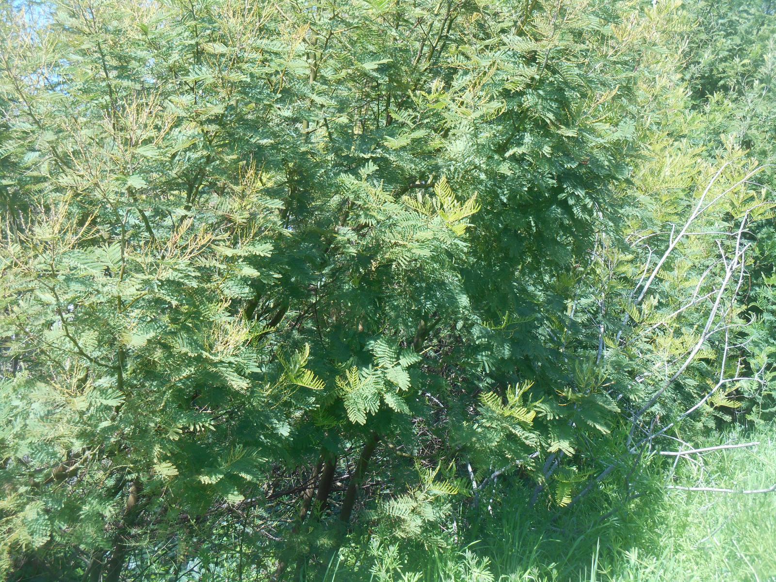 Des mimosas vert fonc ( Les Moutiers en Retz )
