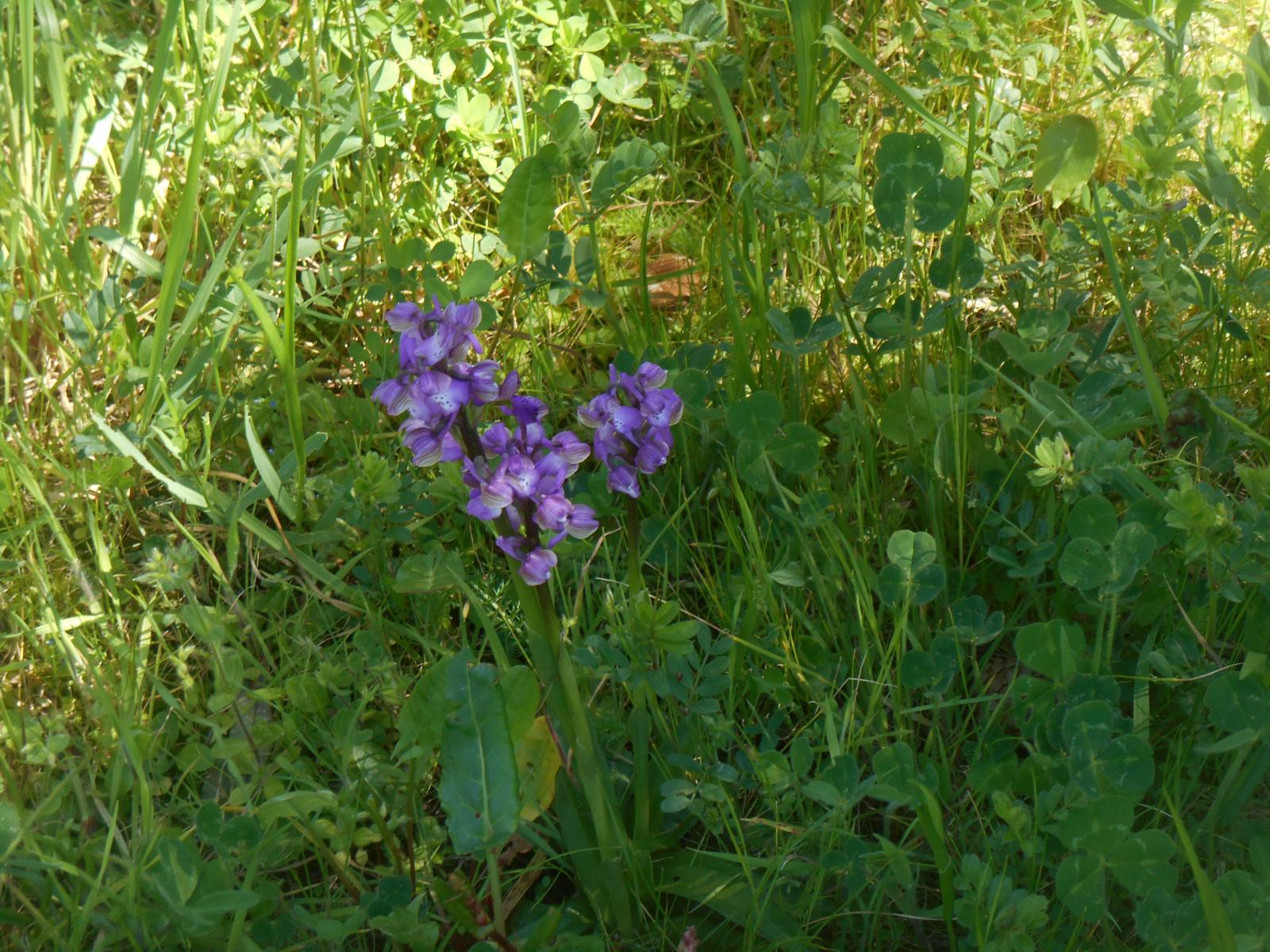 Encore la m�me fleur ( Les Moutiers en Retz )
