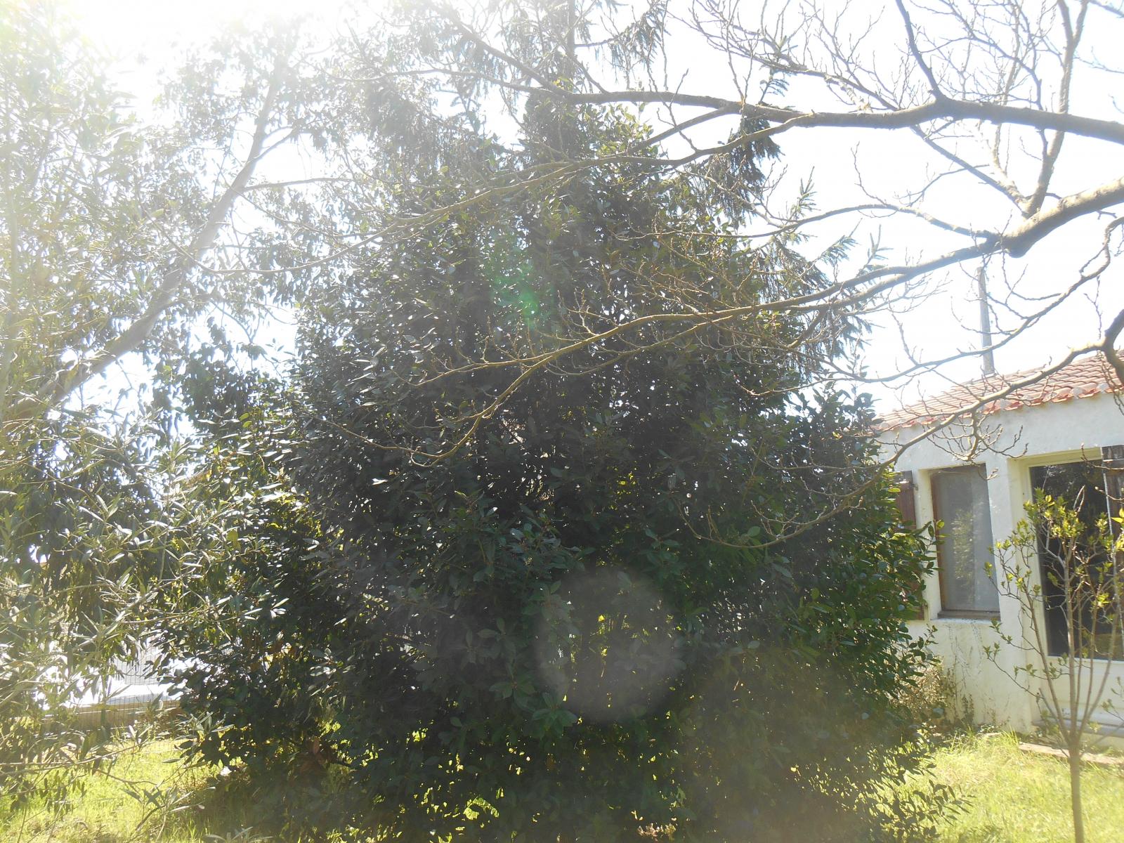 Soleil, soleil ( Les Moutiers en Retz )