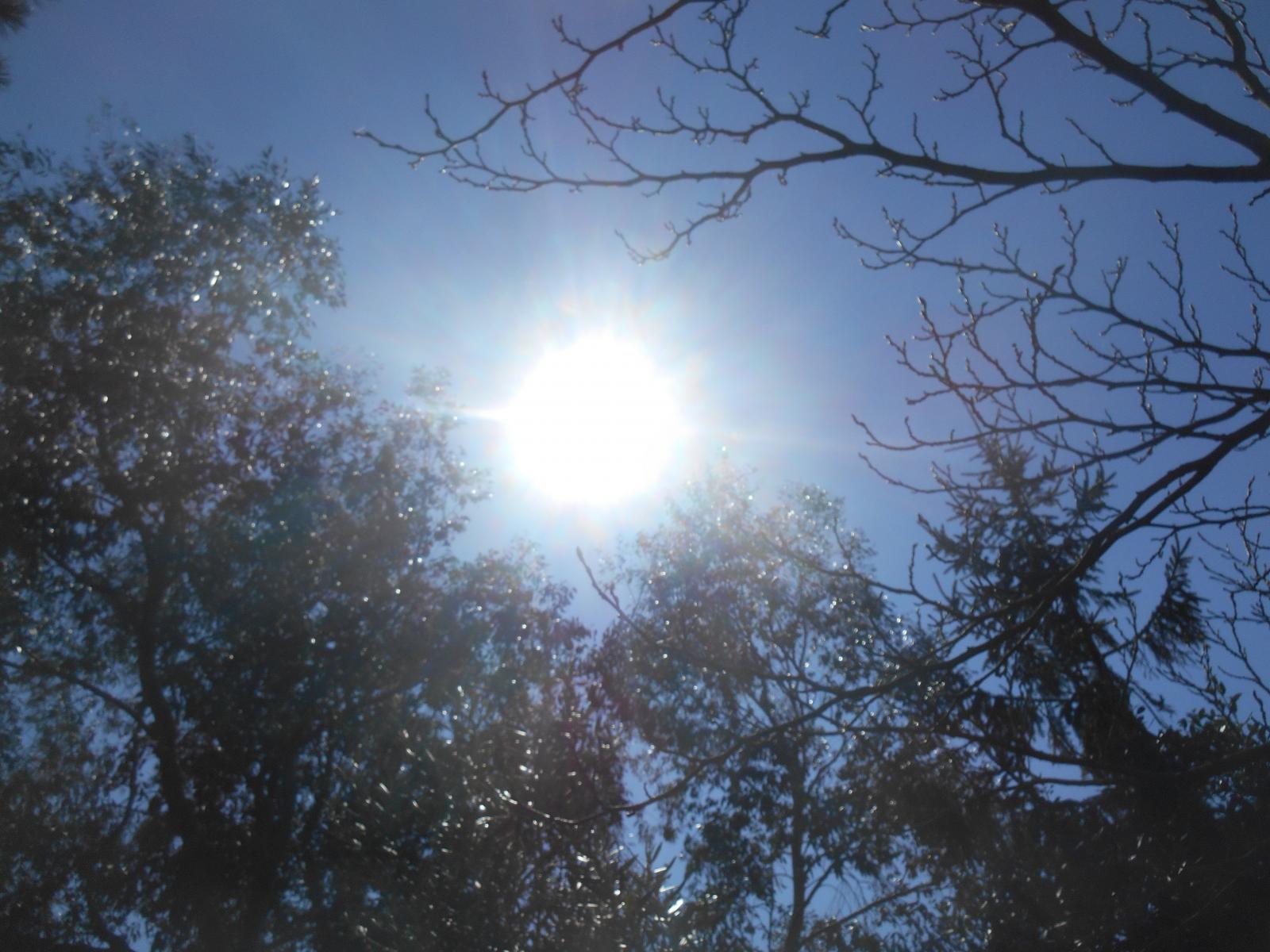 Le soleil sur le jardin ( Les Moutiers en Retz )