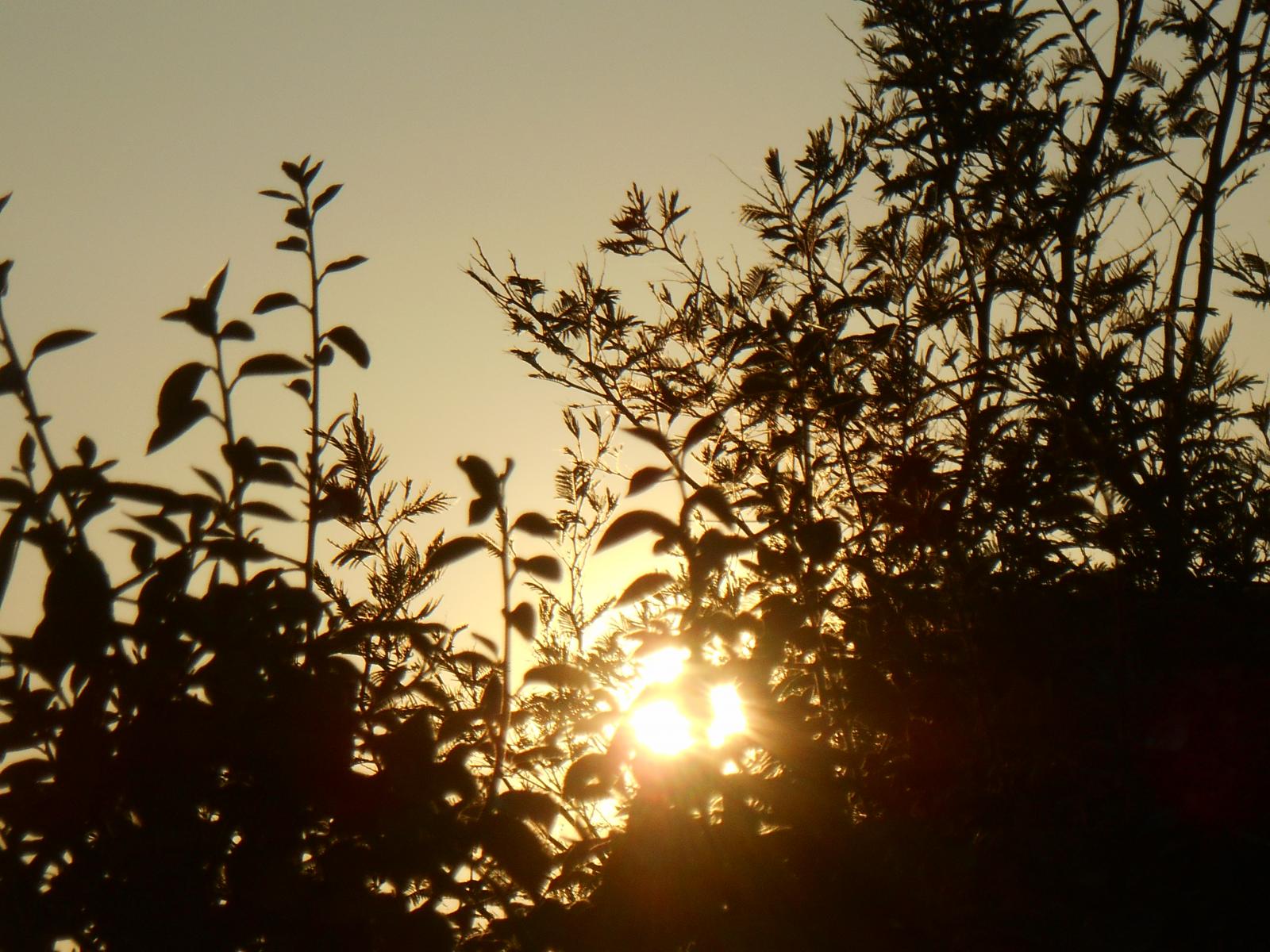 Le soleil ardent sur ma haie ( Les Moutiers en Retz )