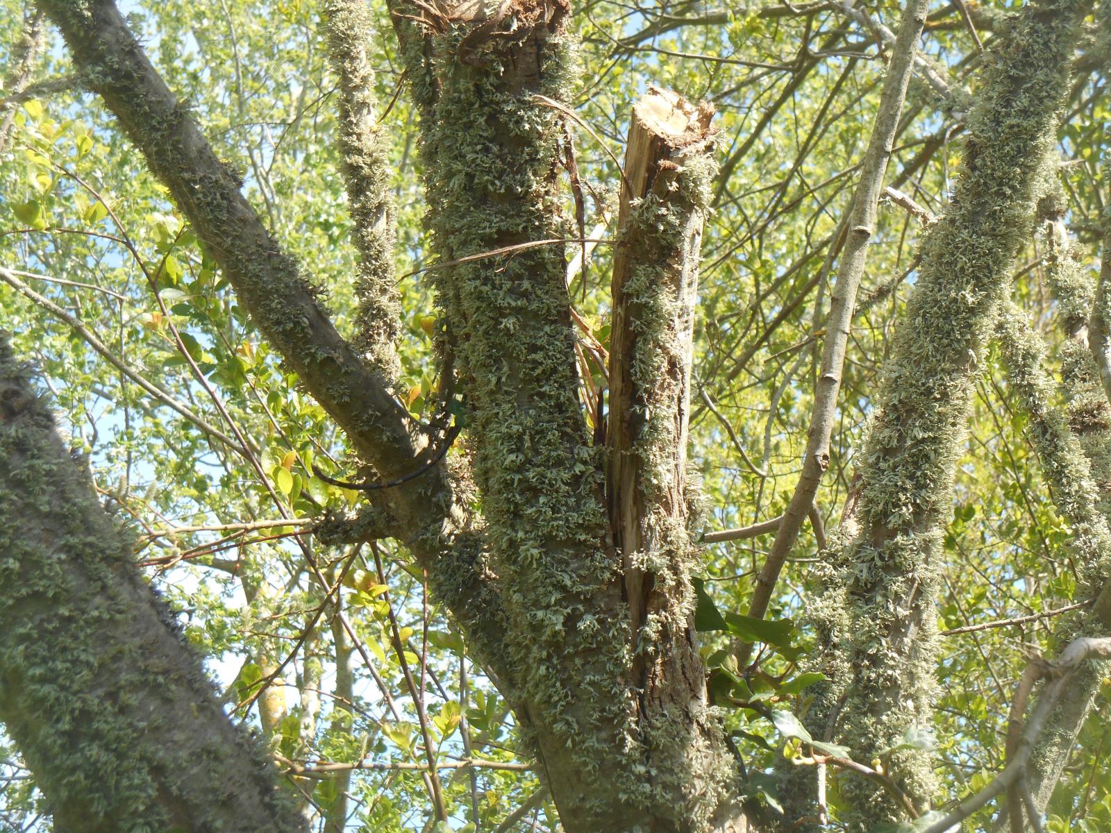 Le bosquet sacr ( Les Moutiers en Retz )