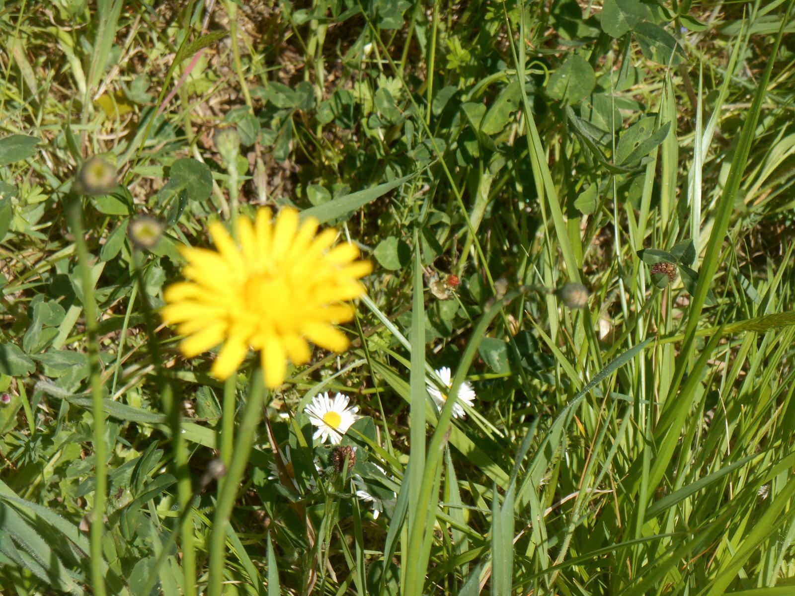 Les belles fleurs. ( Les Moutiers en Retz )