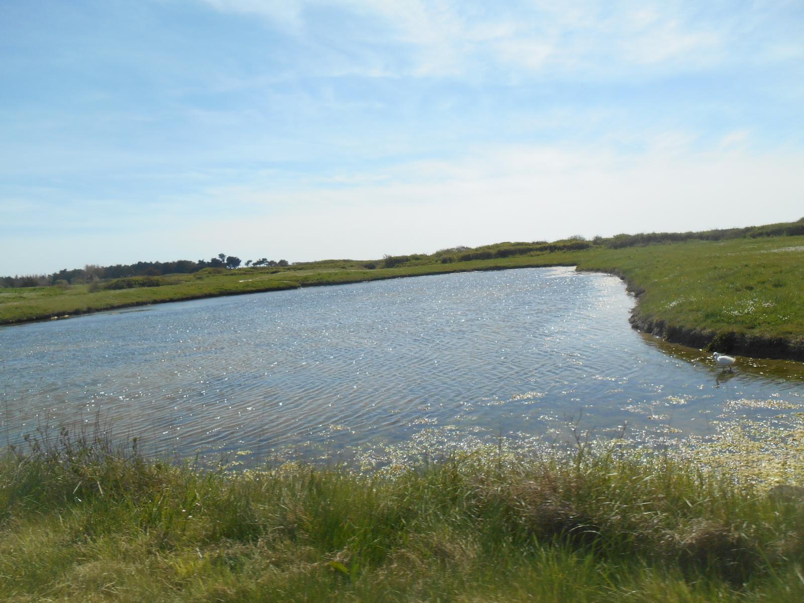 Encore un lac ( Les Moutiers en Retz )