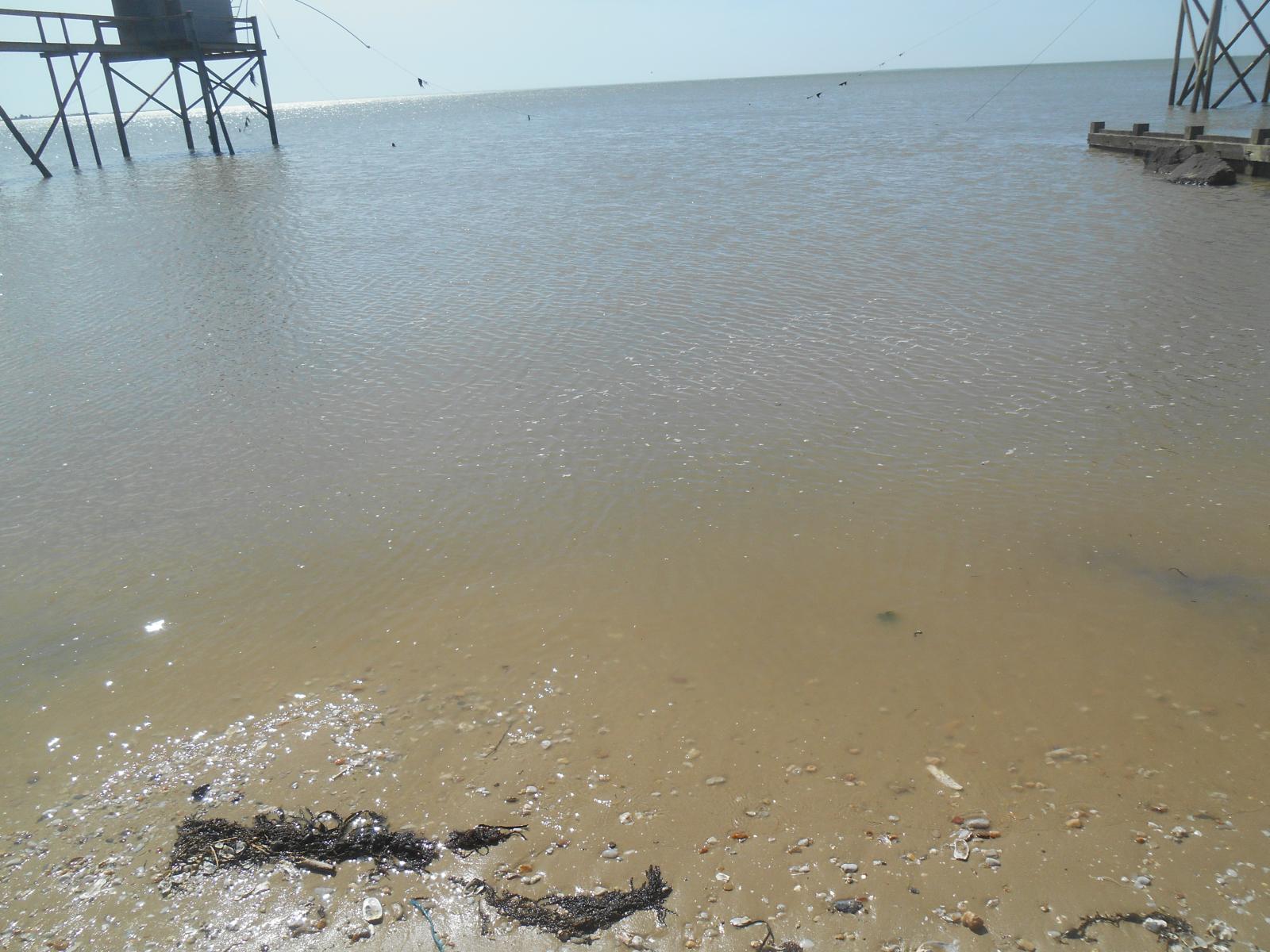 On voit les coquillages laiss�s par la mer. ( Les Moutiers en Retz )