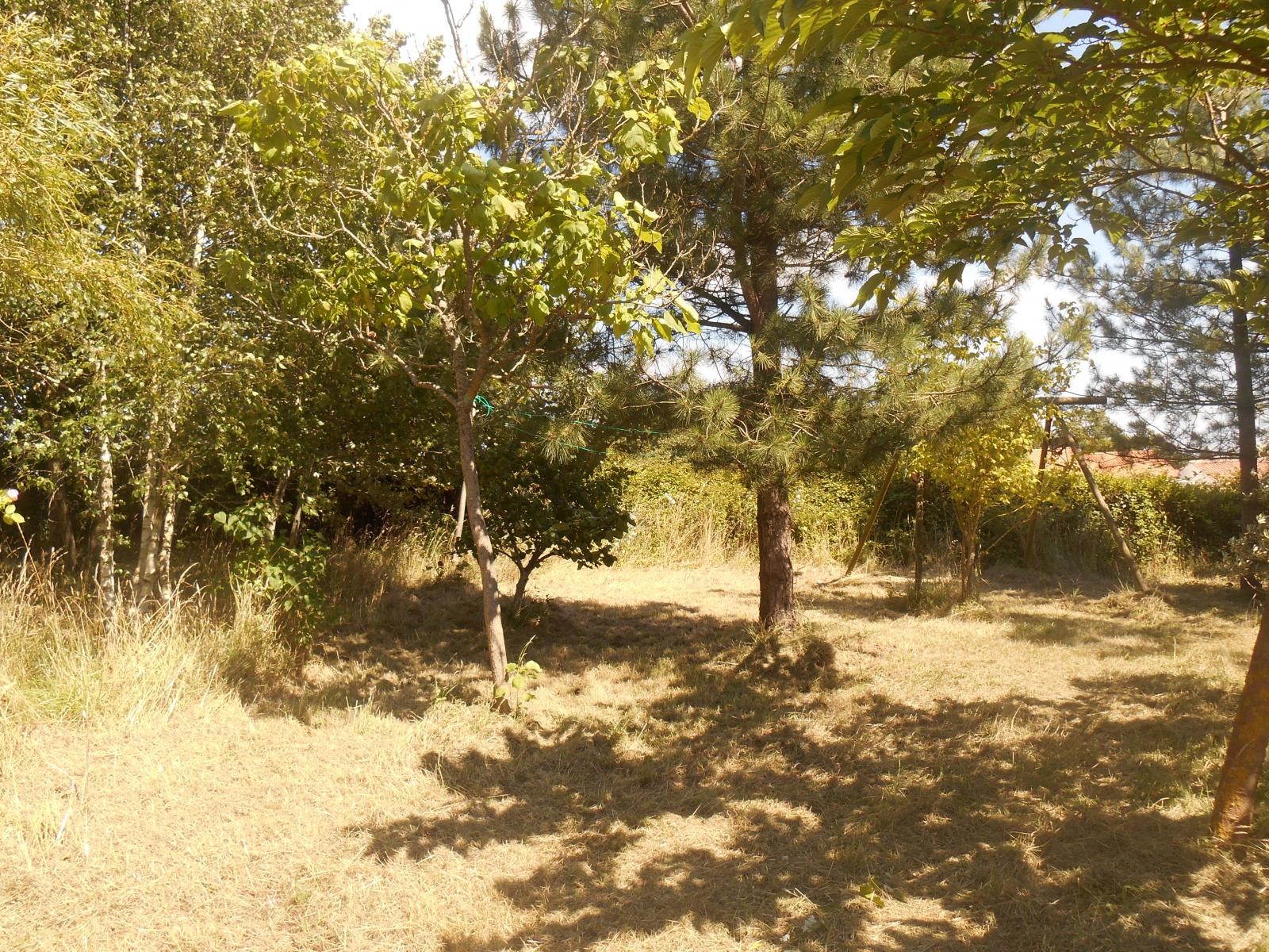 La s�cheresse en ce mois de Juillet 2014 ( Les Moutiers en Retz )