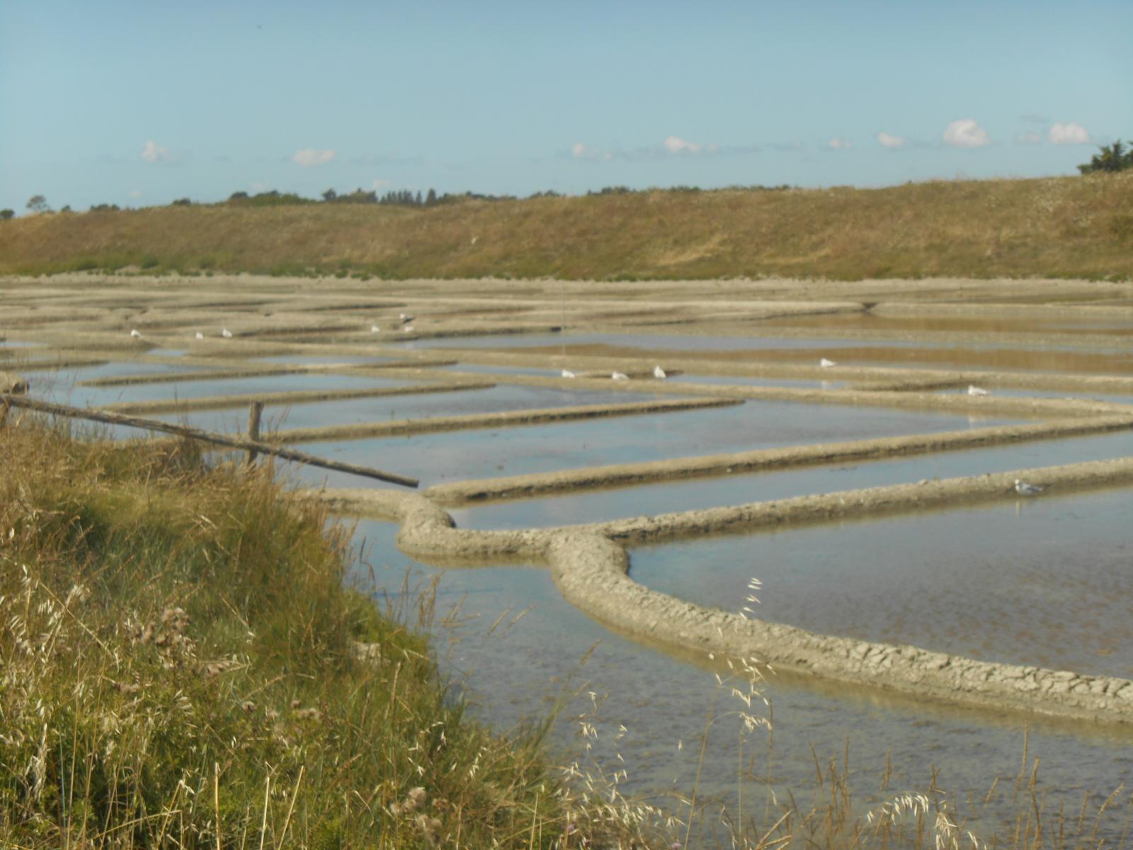 Encore les marais salants ( Les Moutiers en Retz )