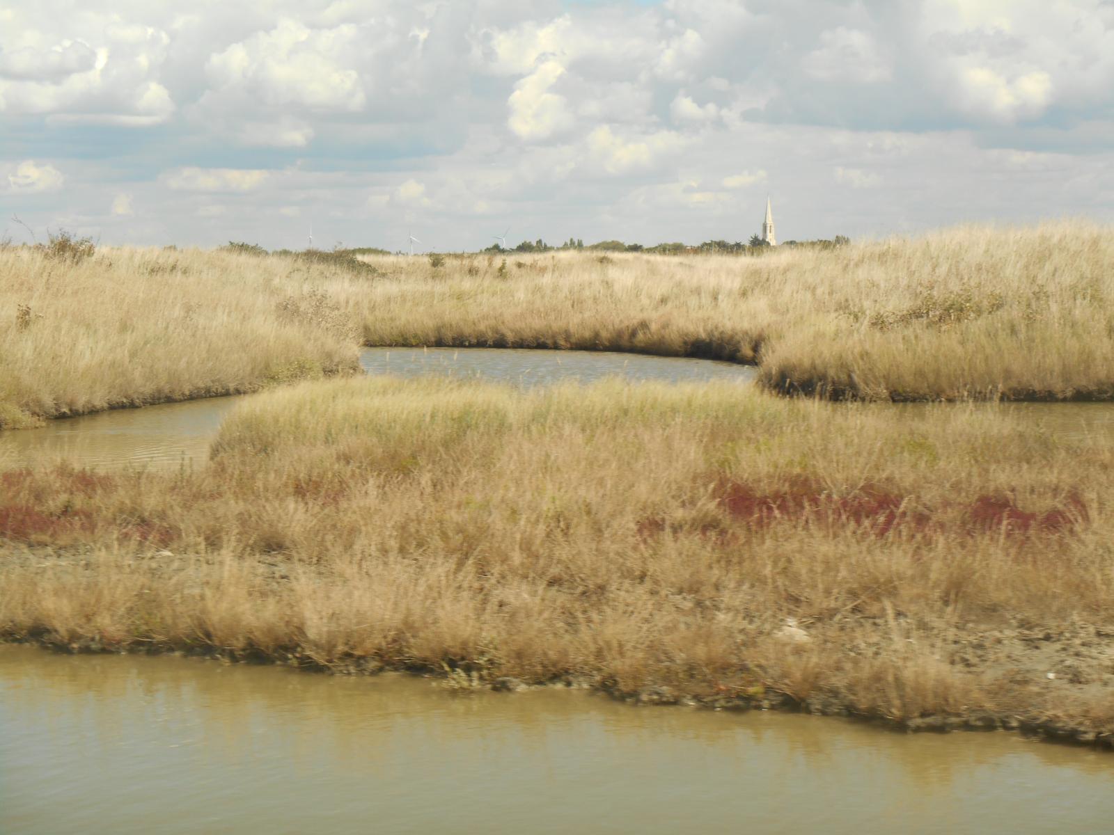 La scheresse de l\'t breton ( Les Moutiers en Retz )