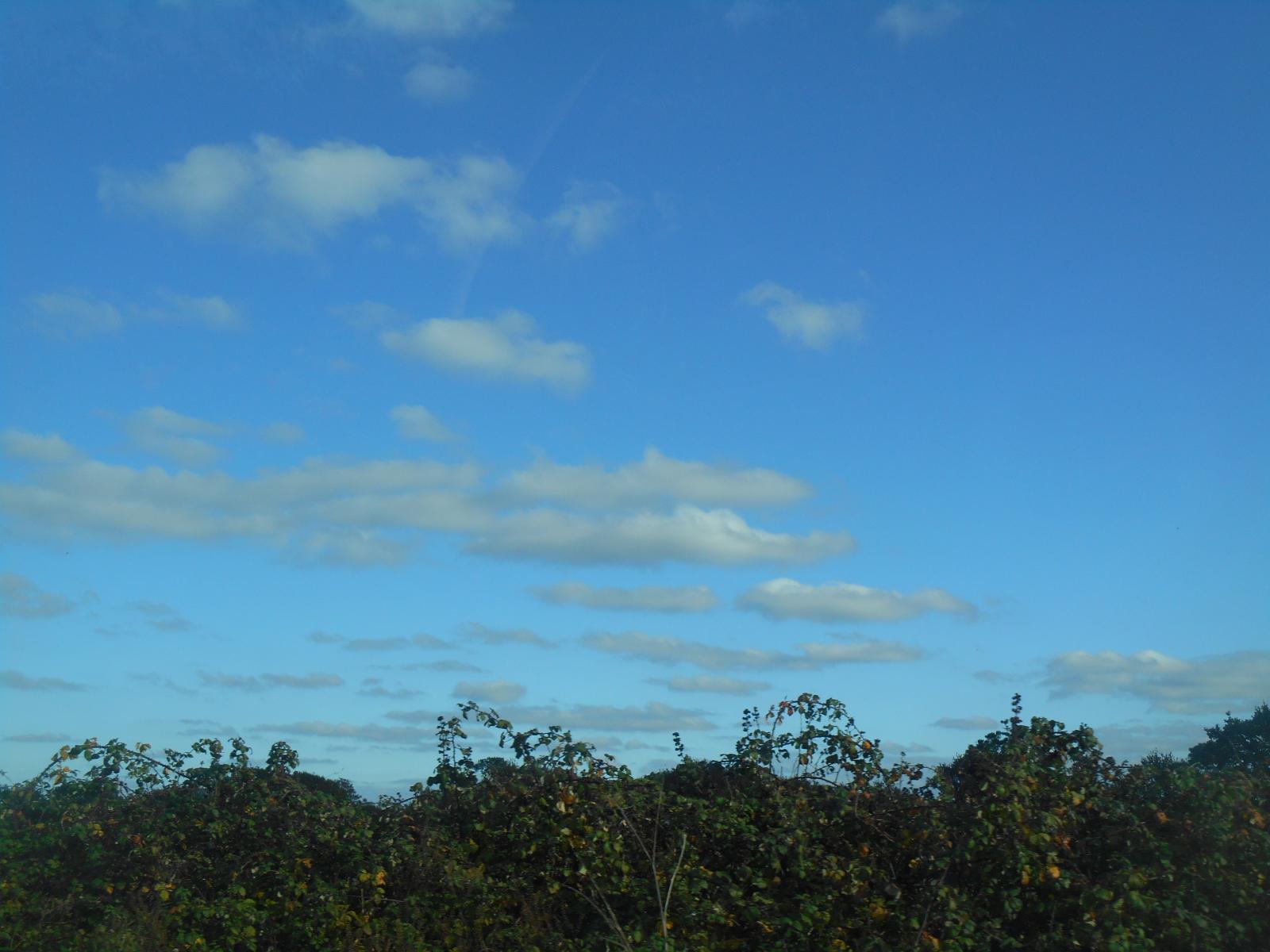 Le ciel bleu au-dessus des haies ( Les Moutiers en Retz )